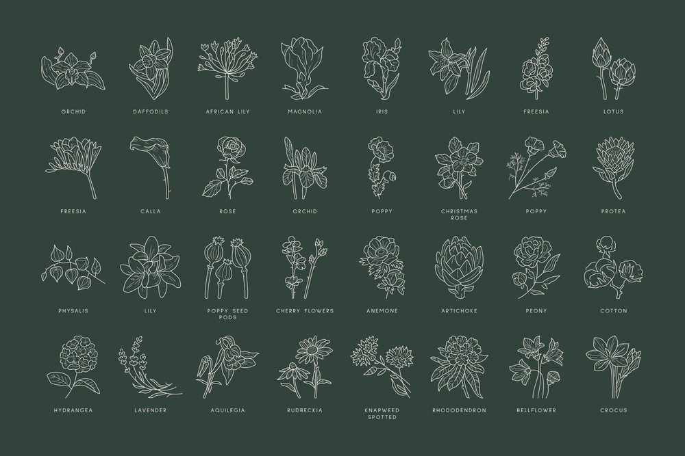 Floral Illustration Set