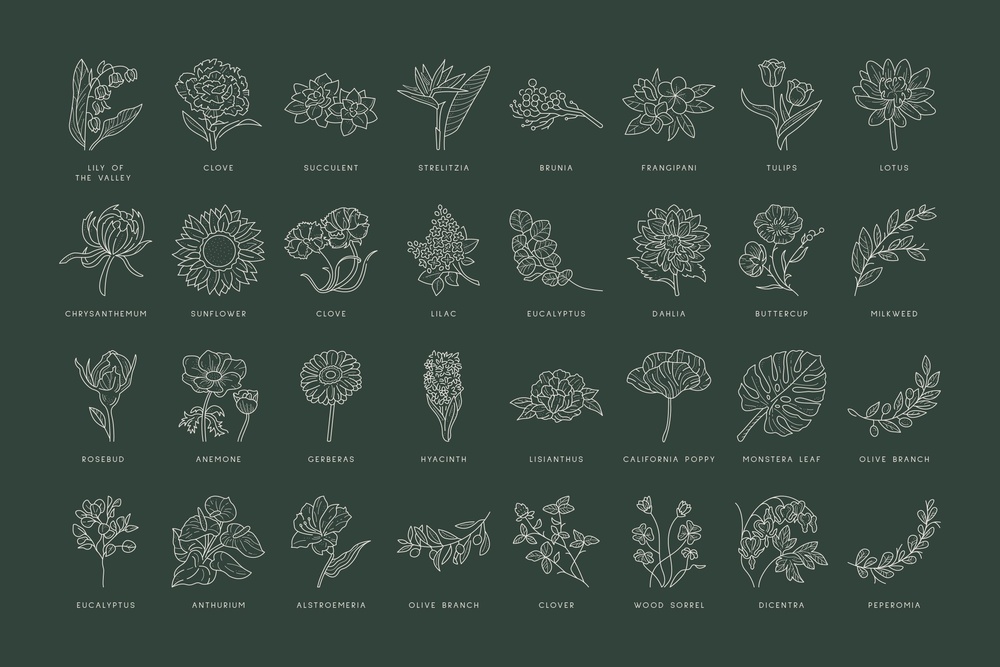 Floral Illustration Set