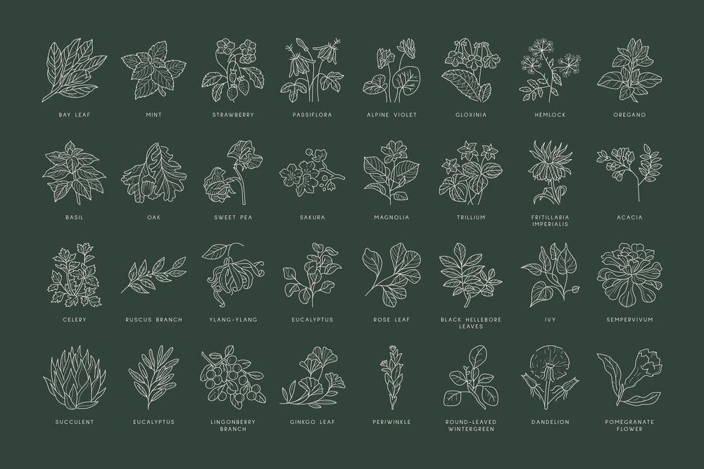 Floral Illustration Set