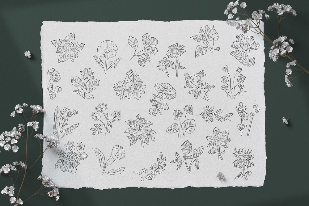 Floral Illustration Set